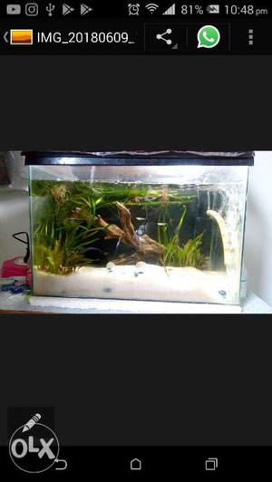 A big size planted fish tank with fishes