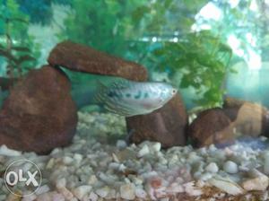 A breeding pair of pearl gourami for just rs30