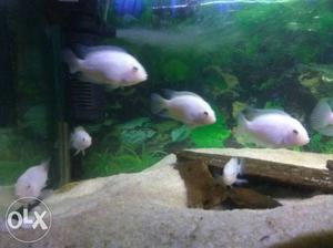 Albino convict chiclid fish, guarantee breeding pairs