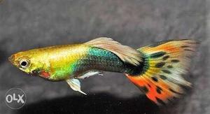 All Types Of Guppys Available... Wholesale and