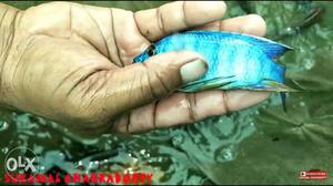 All fish available # wholesale prices 15rupee one