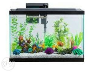 All type aquarium start price  and bowls only