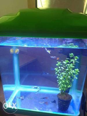 Automatic fish tank