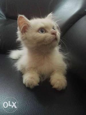 Awesome male Persian cat