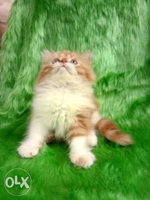 Beautiful Persian kitten cash on delivery