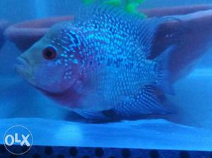 Beautiful flowerhorn fish size 3.5 whtap no. . 4