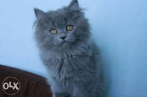 Best Quality Persian Cat Sell. Message for Detail