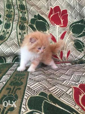 Best price best quality Persian kitten for sale