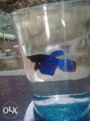 Betta fish blue