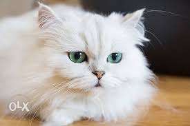 Big eyes pure Persian kitten for sale in all