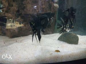 Black Angel fish 6inch pair