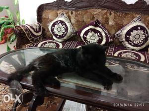 Black Persian Male Cat 1.5 years old