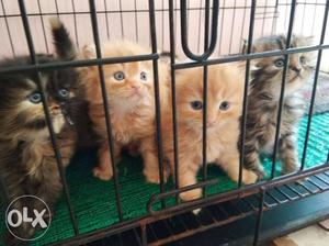 Black kitten:-  orange kitten:-  new