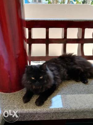 Black persian cat for sale
