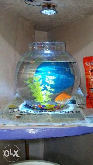 Blue And Yellow Fish Tank