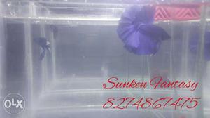 Blue HalfMoon Betta Fish up for sell. Healthy and