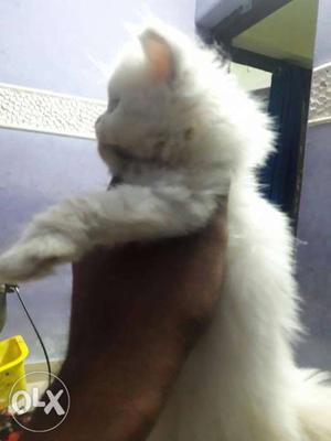Blue eyes white Persian cat for sale