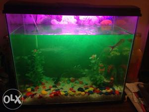 Brand new 3 day old fish tank with shark, and all
