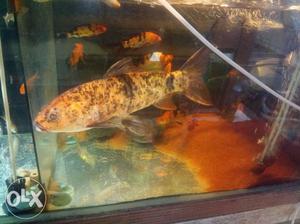 Brown And Black Fish In Fish Tank