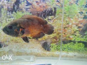 Brown And Black Fish With Fish Tank