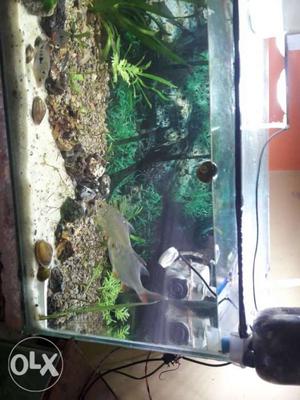 Brown And Green Fish Tank