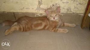 Brown persian male kitten for sale