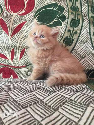 Cash on delivery orange colour Persian kitten for