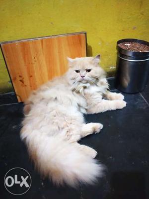 Cute Persian cat long fur