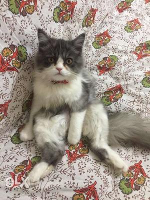 Doll Persian kitten pure breed for sale Breeders