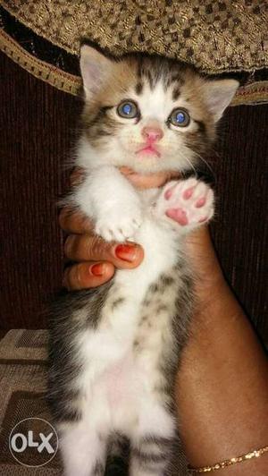 Doll face Persian kitten's for sale