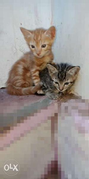 Domestic kittens up for adoption