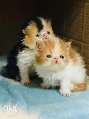 EXTREME PUNCH show Quality Kittens Available as