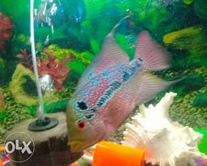 Egg giving female flworhorn fish want to sell