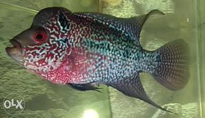 Egg laid Female. Unique fish for breeding