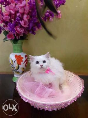 Exotic persian kittens available