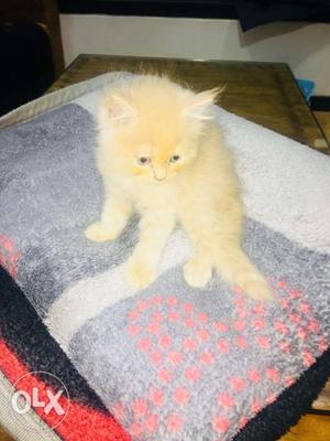 Female persion cat 2months old serious buyers