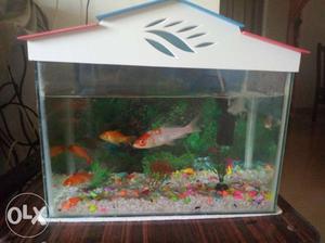 Fish Aquarium With 3 Gold Fish And 1 Carpa.