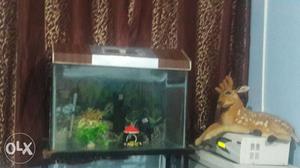 Fish Tank with two oxigren pumps,water
