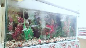 Fish aquarium with, 1 pump, 1 filter, 8- 10