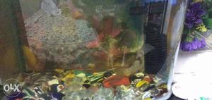 Fish aquarium with 2 fishes worth Rs 400