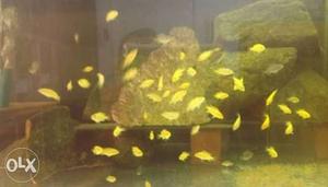 Fish cichlid-1 inch fry-6 pieces for 60rs