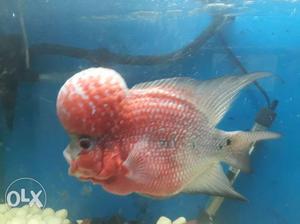 Fish,tank,top,filter