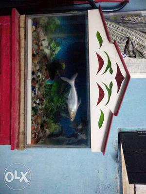 Fish tank with fish all so