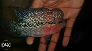 Flowerhorn fish for sale