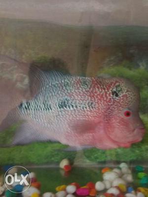 Flowerhorn male big size good size and colour