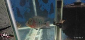 Flowhorn Fish very active I want female any one interested