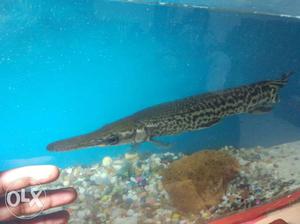 Gar fish, 15 months old... 1ft in length