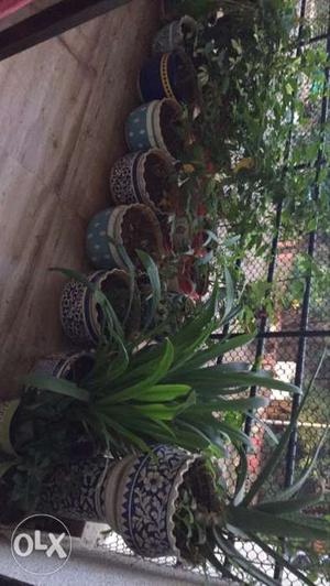 Garden plants with 22 procelain pots each costing
