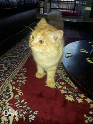 Golden and black percian cats with pure doll face male and