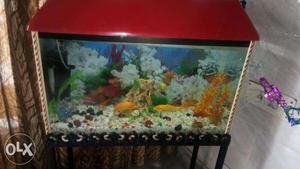 Golden fishes With all accesory. Heater. Motor.